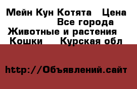 Мейн Кун Котята › Цена ­ 15 000 - Все города Животные и растения » Кошки   . Курская обл.